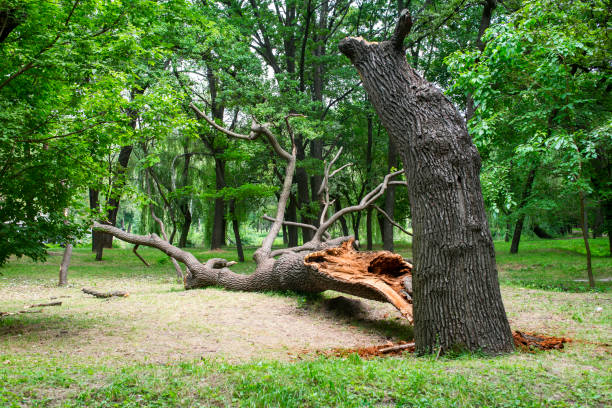 Asbury Lake, FL Tree Services Company